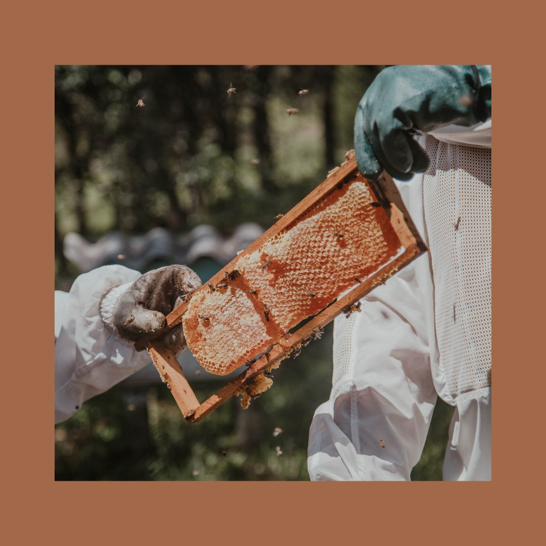 Two hands holding a hive frame filled with honeycomb
