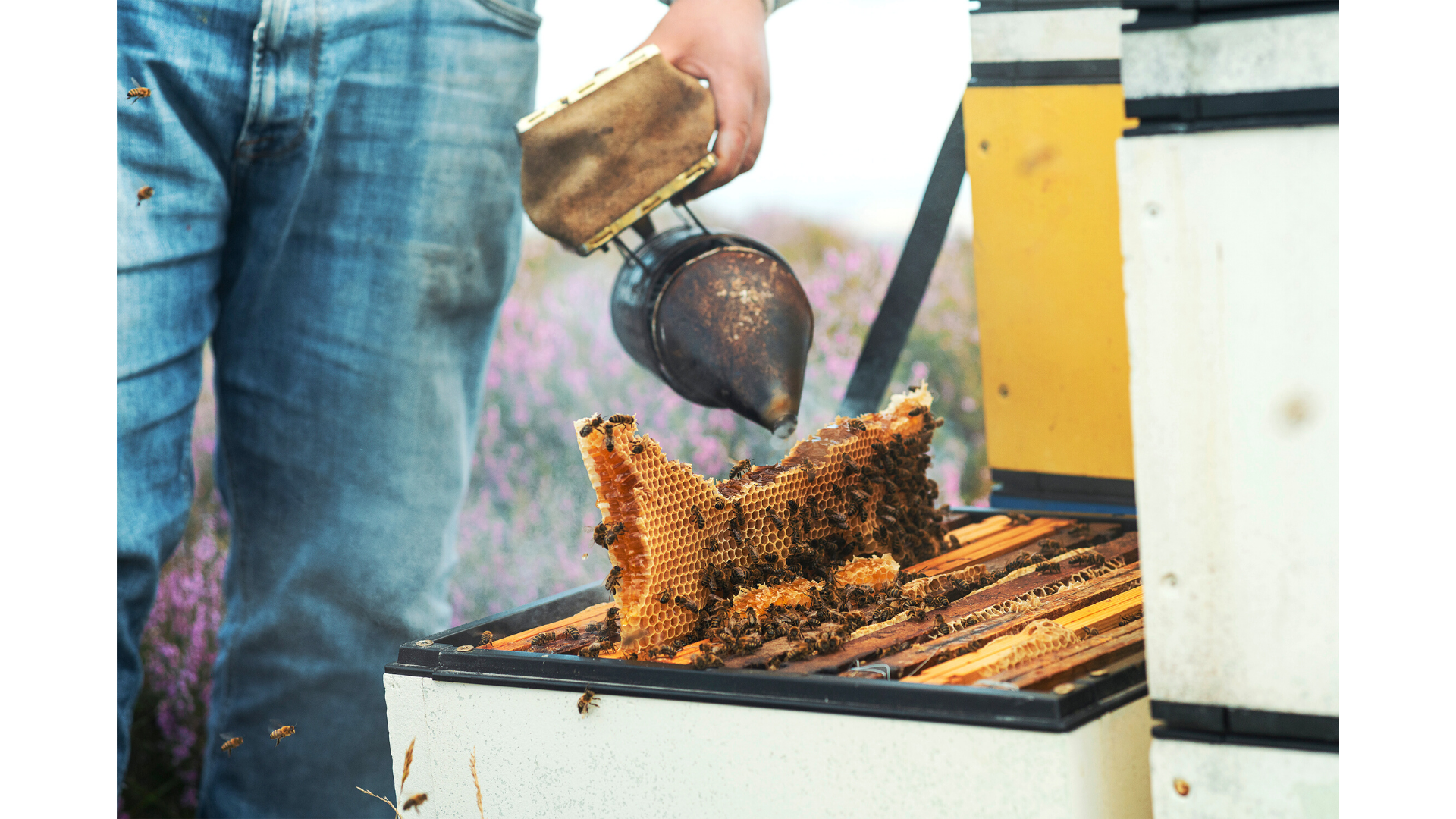 A man holding a smoker next to an open hive with exposed honeycomb and bees